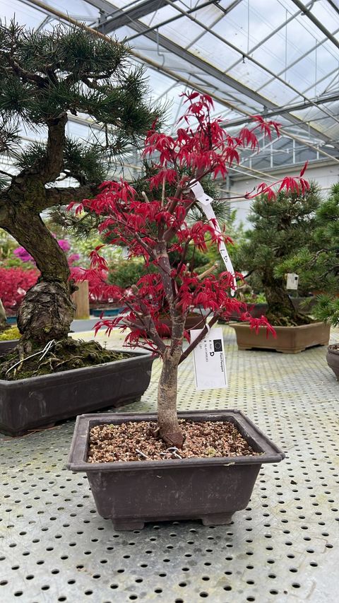 Acer palmatum 'Deshôjô'