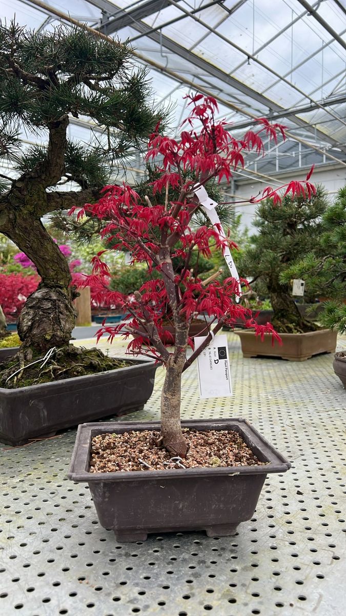 bonsai manga Bonsai: The Miniature Trees
