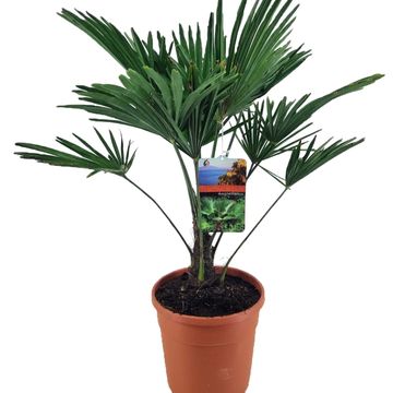 Trachycarpus wagnerianus