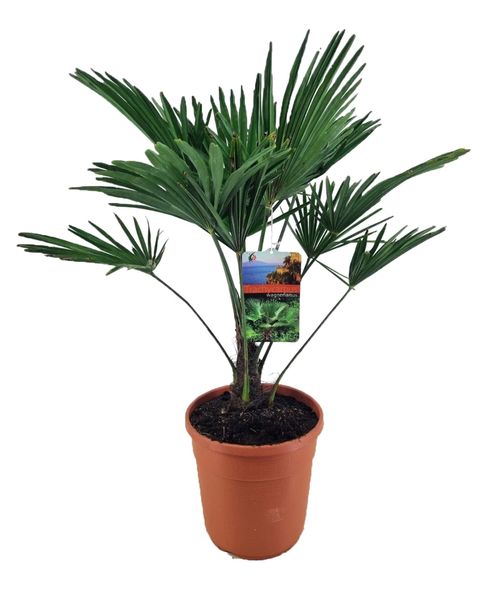 Trachycarpus wagnerianus