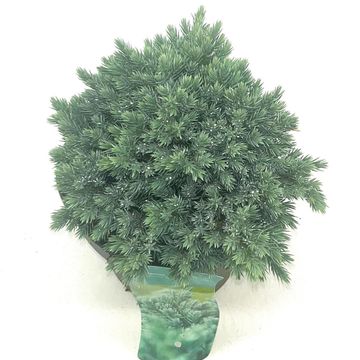 Джуниперус squamata 'Блю Стар'