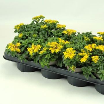 Sedum kamtschaticum