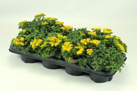 Sedum kamtschaticum