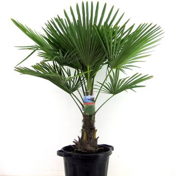 Trachycarpus fortunei