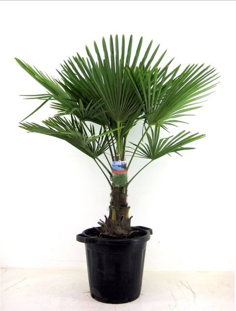 Trachycarpus fortunei