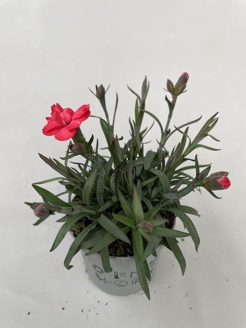 Dianthus SUPER TROUPER CARMEN RED