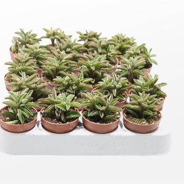 Peperomia asperula