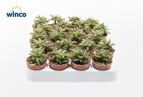 Peperomia asperula