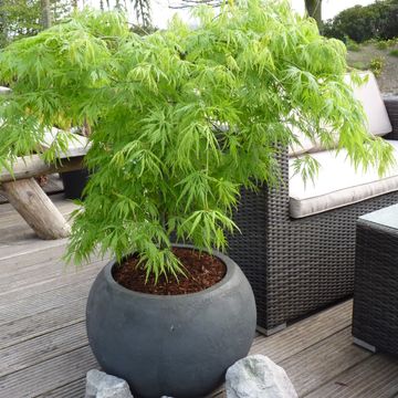 Acer palmatum 'Dissectum'