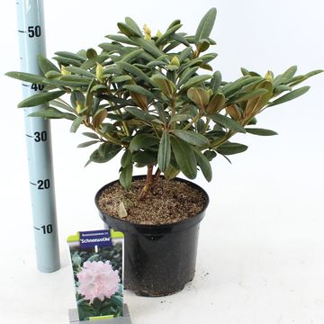 Rhododendron 'Шнеевольке' (Y)