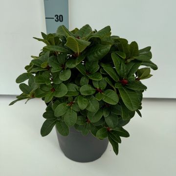 Rhododendron 'Scarlet Wonder' (F)