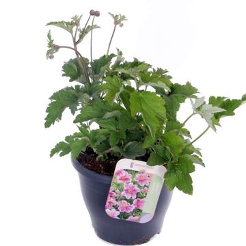 Anemone hupehensis PRINCESS PINK