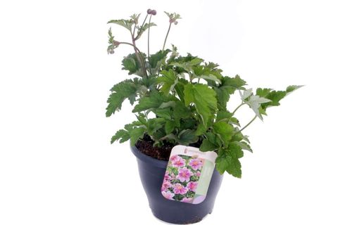 Anemone hupehensis PRINCESS PINK