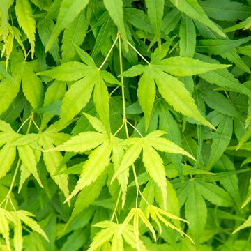 Acer palmatum MIX