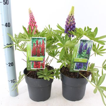 Lupinus MIX