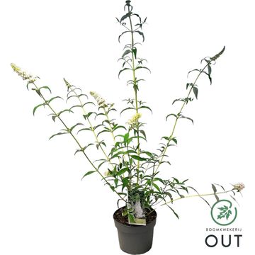 Buddleja davidii 'White Profusion'