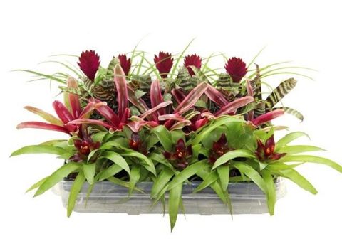 Bromelia MIX