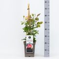 Rosa EDEN ROSE '88 / EDEN / PIERRE DE RONSARD