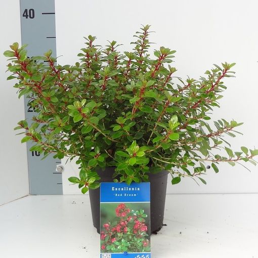 Escallonia 'Red Dream' (About Plants Zundert BV)
