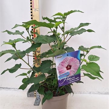 Hibiscus SUMMERIFIC MIX