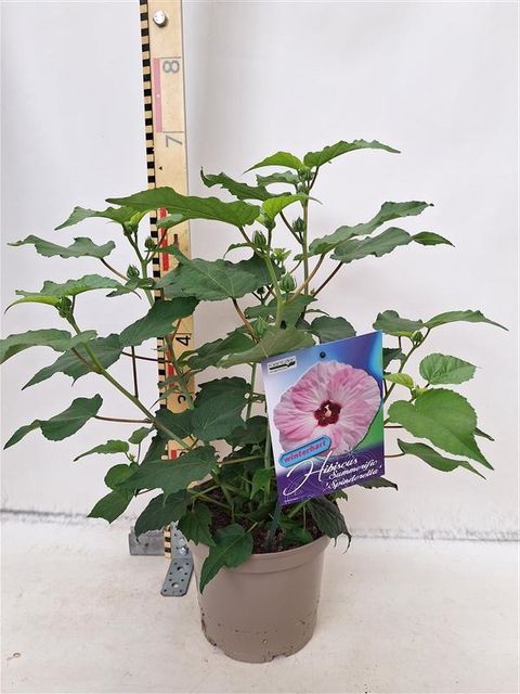 Hibiscus SUMMERIFIC MIX