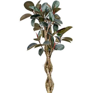 Ficus elastica 'Burgundy'