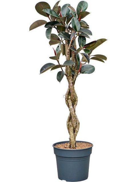 Ficus elastica 'Burgundy'