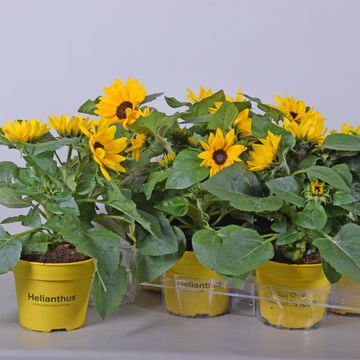 Helianthus annuus 'Sunray'
