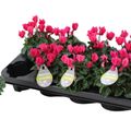 Cyclamen VERANDA SELECTIONS