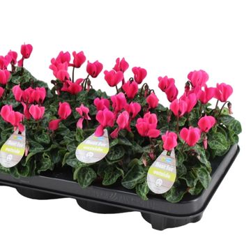 Cyclamen VERANDA SELECTIONS