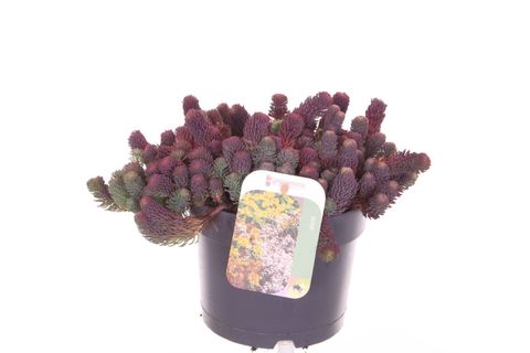 Sedum forsterianum 'Oracle'