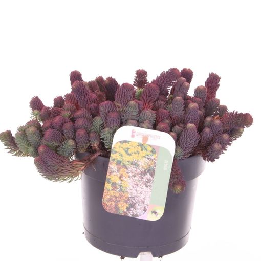 Sedum forsterianum 'Oracle'