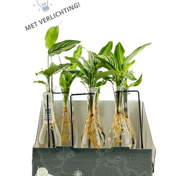 Plantas de interior MIX