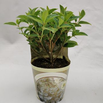 Hydrangea paniculata 'Silver Dollar'