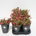 Gaultheria mucronata