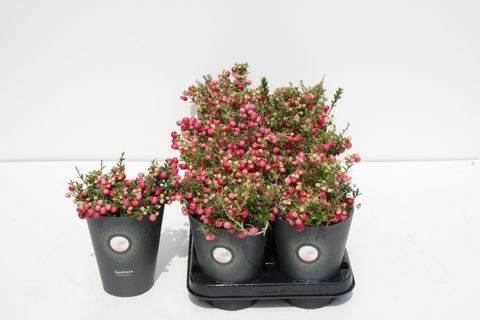 Gaultheria mucronata