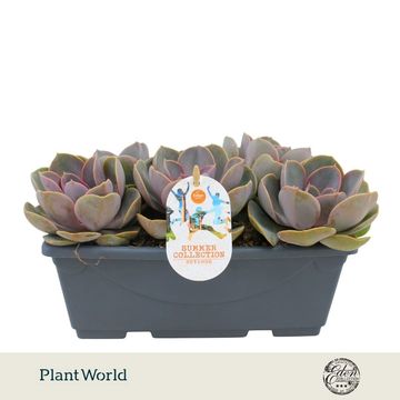 Echeveria 'Perle von Nürnberg'