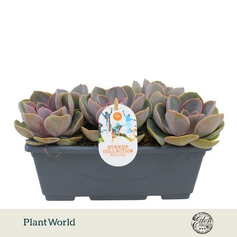 Echeveria 'Perle von Nürnberg'
