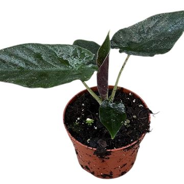 Alocasia 'Antoro Velvet'