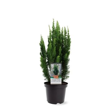 Chamaecyparis lawsoniana 'Little Spire'