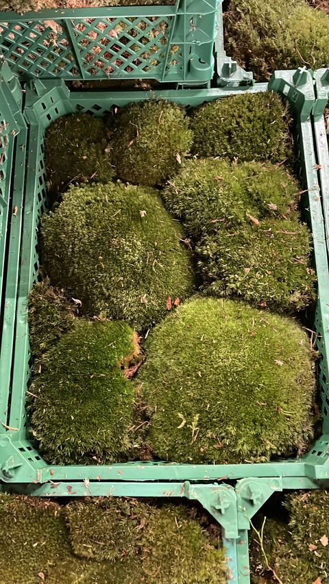 Substrates CUSHION MOSS