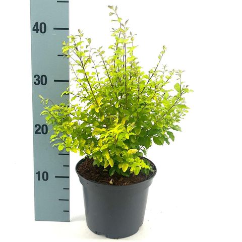 Ligustrum ovalifolium 'Lemon and Lime'
