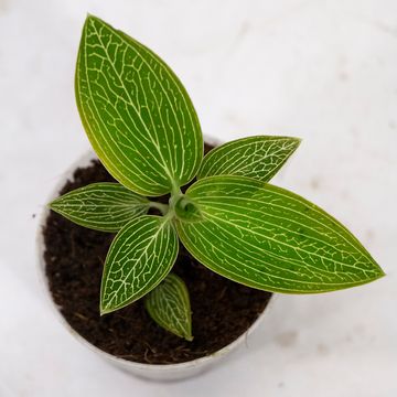 Ludisia discolor alba