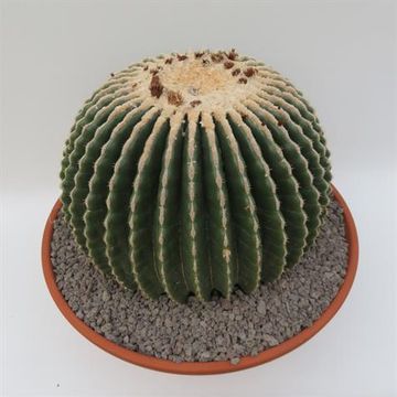 Echinocactus grusonii nudum