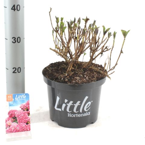 Hydrangea macrophylla 'Little Pink'