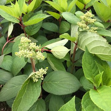 Hydrangea paniculata EARLY HARRY