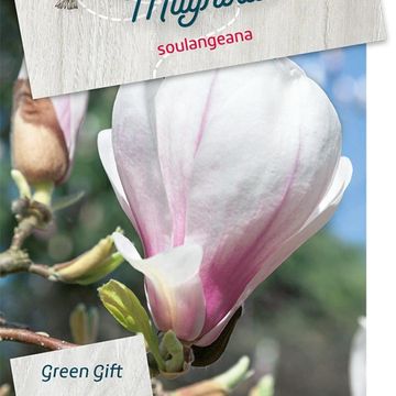 Magnolia x soulangeana