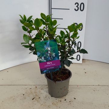 Ilex x meserveae 'Blue Prince'