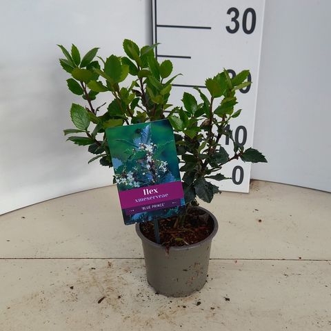 Ilex x meserveae 'Blue Prince'