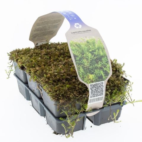 Leptinella squalida